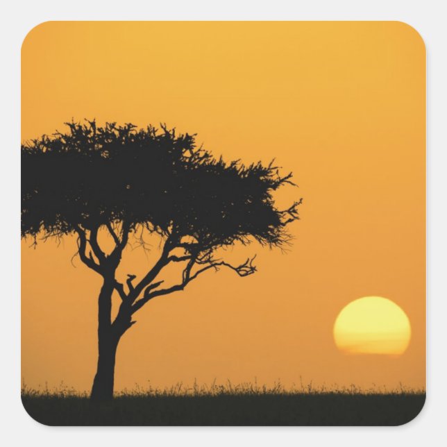 Single Acacia tree silhouetted at sunrise, Masai Square Sticker (Front)