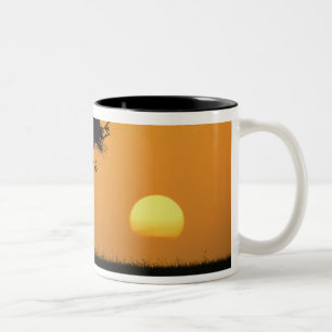 Single Acacia tree silhouetted at sunrise, Masai Two-Tone Coffee Mug