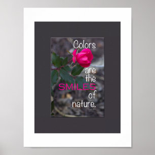 Single Bending Pink Rose Photograph Poster