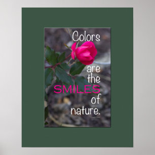 Single Bending Pink Rose Photograph Poster