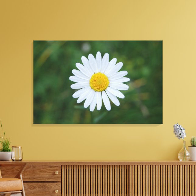 single big daisy bloom canvas print (Insitu(LivingRoom))