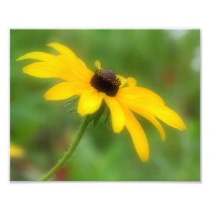 Single Black Eyed Susan Daisy Flower 8x10 Photo Print