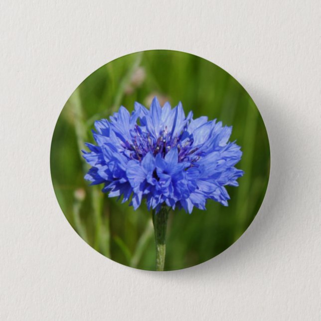 Single Blue Cornflower in green English Meadow 6 Cm Round Badge (Front)