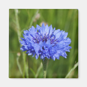 Single Blue Cornflower in green English Meadow Magnet