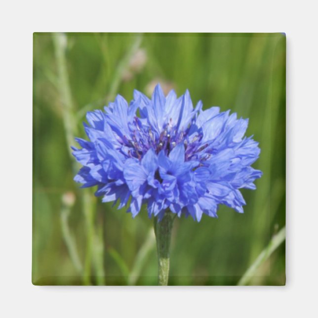 Single Blue Cornflower in green English Meadow Magnet (Front)