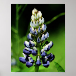 Single Blue Lupine Flower Orton Effect Poster