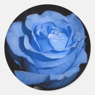 Single Blue Rose Classic Round Sticker