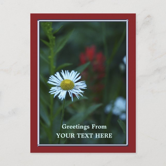 Single Blue-White Daisy Greetings Postcard (Front)