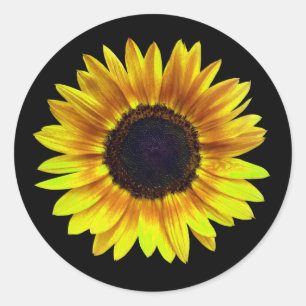 Single Bright Yellow Sunflower Classic Round Sticker