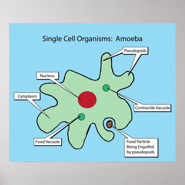 Single Cell Organisms: Amoeba Poster (Front)