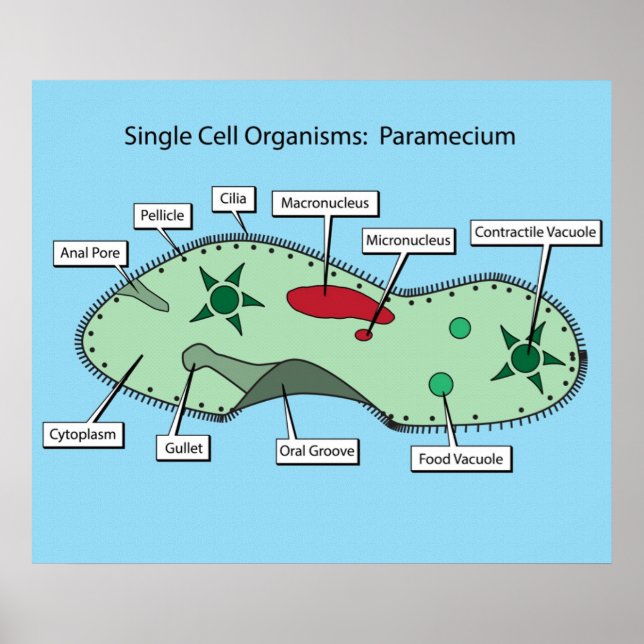 Single Cell Organisms: Paramecium Poster (Front)