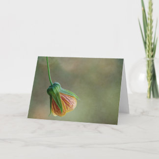 Single Chinese Lantern flower card