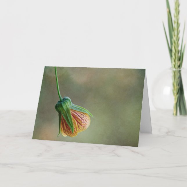 Single Chinese Lantern flower card (Front)