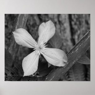 Single Clematis Flower Black And White Poster