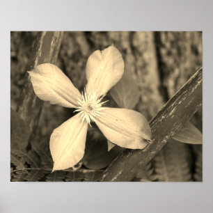 Single Clematis Flower Sepia Tint Poster