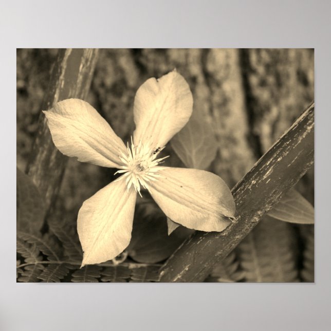 Single Clematis Flower Sepia Tint Poster (Front)