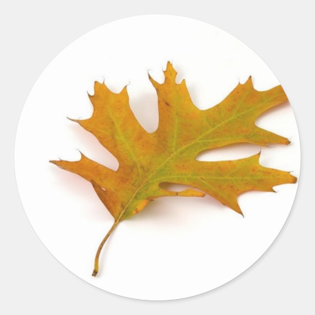 Single Coloured Northern Red Oak Leaf On White Bac Classic Round Sticker (Front)
