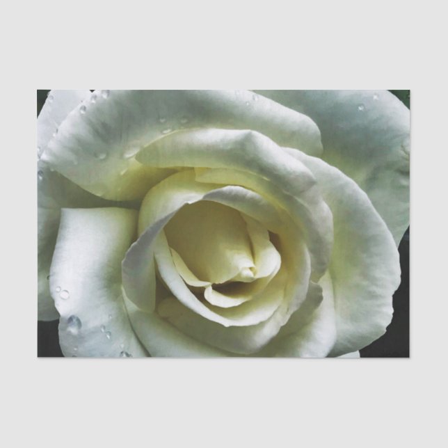 Single Colourful Rose Tissue Paper (Front)