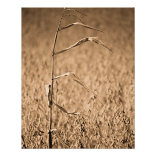 Single Cornstalk in Field Poster