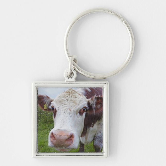 Single cow peerring into camera key ring (Front)