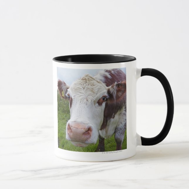 Single cow peerring into camera mug (Right)