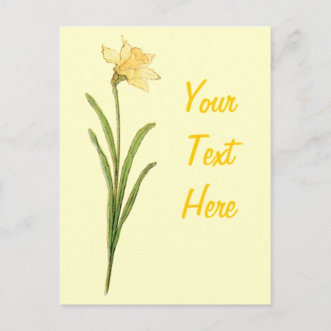 Single Daffodil Illustration by Kate Greenaway Postcard (Front)