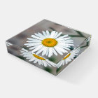 Single Daisy Flower Glass Paperweight