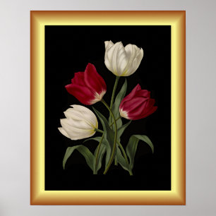 Single Early Tulips ~ Botanical Art Print ~