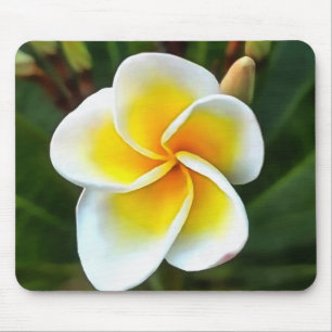 Single Frangipani Blossom Realism Art Mouse Mat