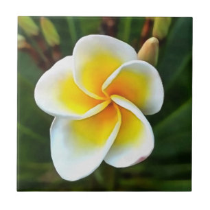 Single Frangipani Blossom Realism Art Tile