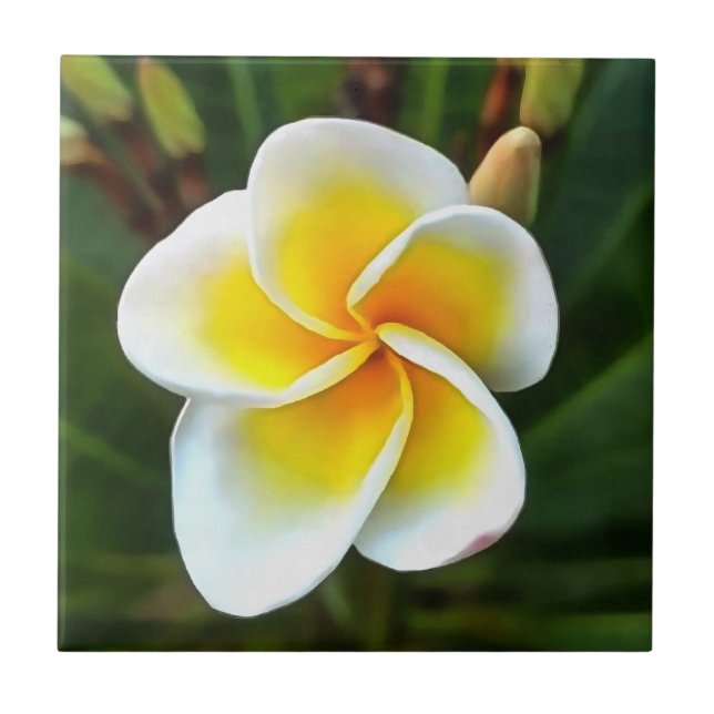 Single Frangipani Blossom Realism Art Tile (Front)