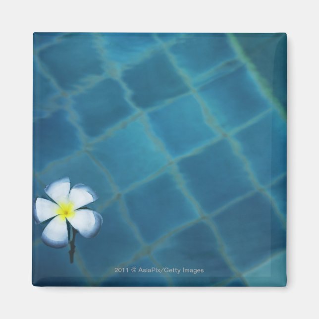 single frangipani flower floating in water magnet (Front)