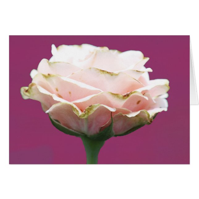 Single Fresh Rose (Front Horizontal)