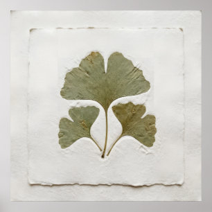 Single Ginkgo Leaf Poster