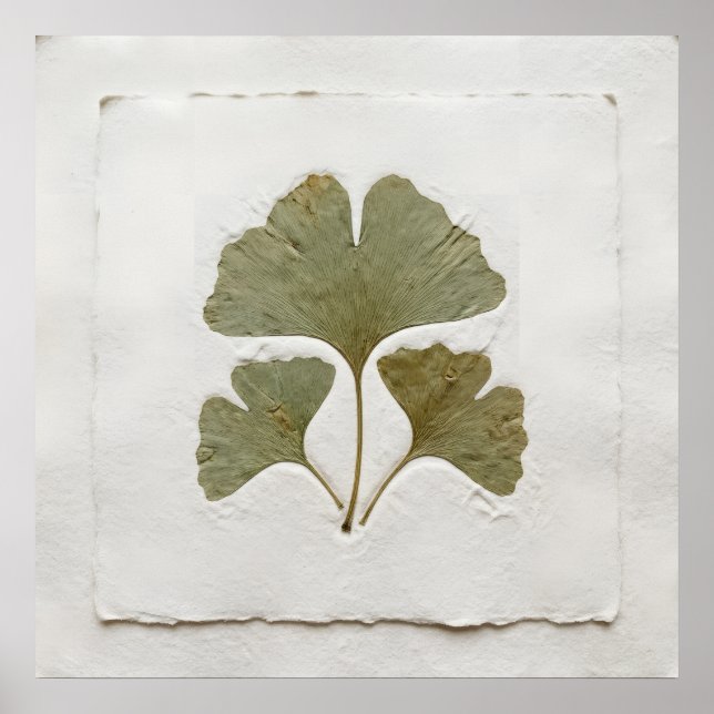 Single Ginkgo Leaf Poster (Front)