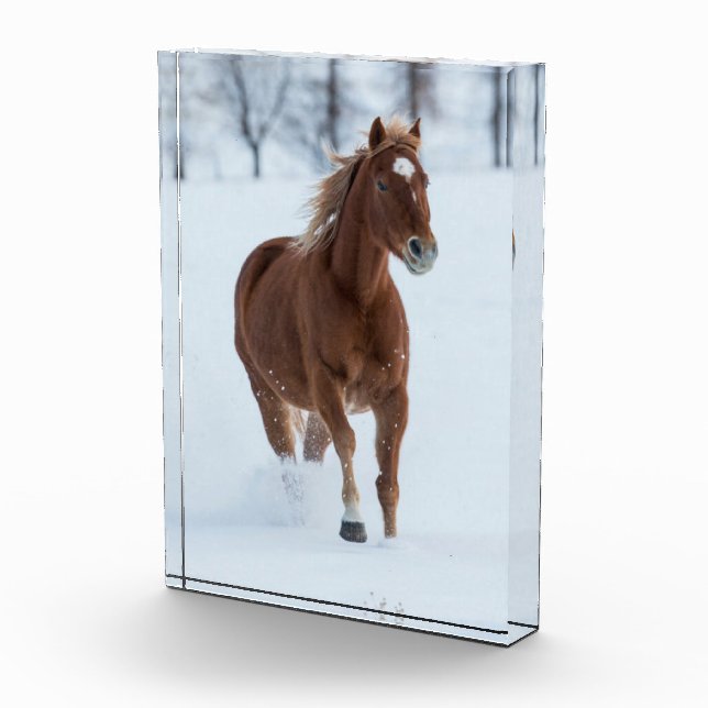 Single Horse Running in Snow Photo Block (Right)