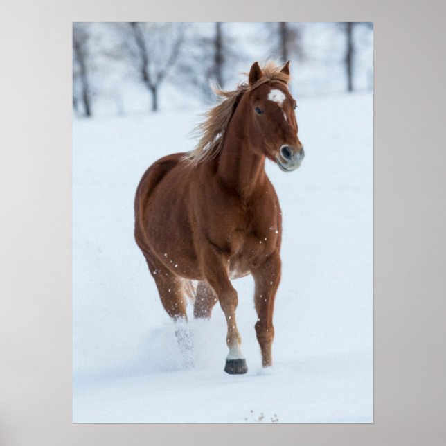 Single Horse Running in Snow Poster (Front)