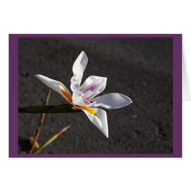 Single Iris (Front Horizontal)