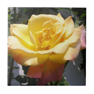 Single Joseph's Coat Rose Tile