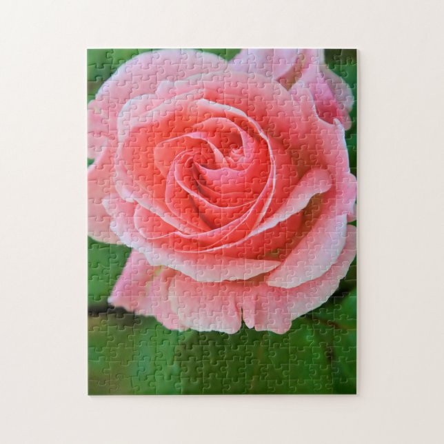 Single Large Pink Rose Up Close Jigsaw Puzzle (Vertical)