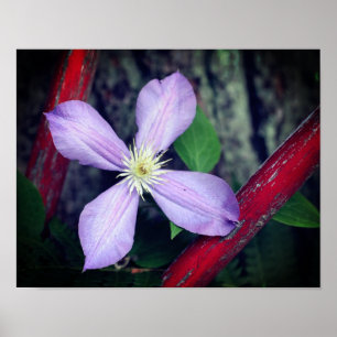 Single Lavender Clematis Flower Poster