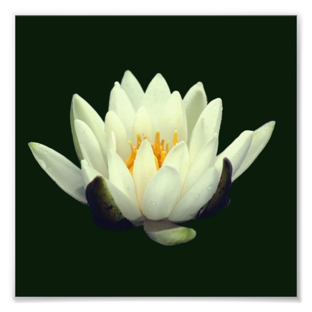 Single Lotus Blossom 8x8 Photo Print (Front)