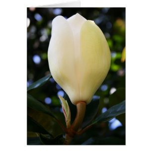 Single Magnolia Bud