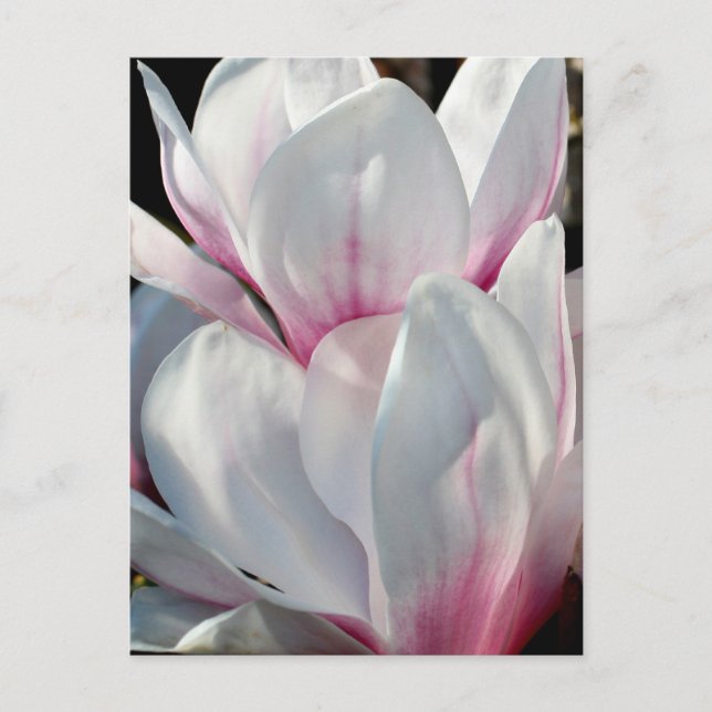 Single Magnolia Flower Postcard (Front)