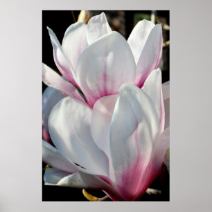 Single Magnolia Flower Poster