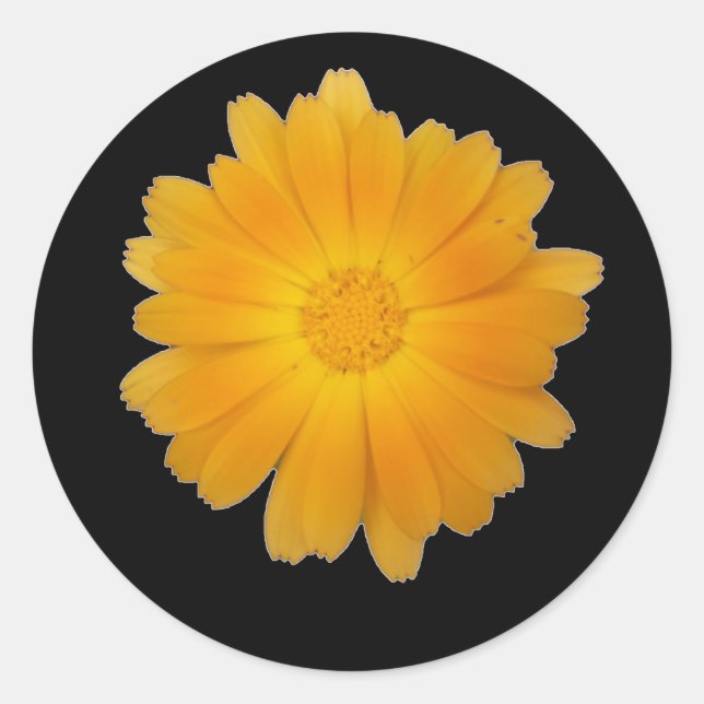 Single Marigold Flowerhead on Black Background Classic Round Sticker (Front)