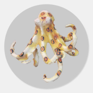 Single Octopus on Grey Background Classic Round Sticker