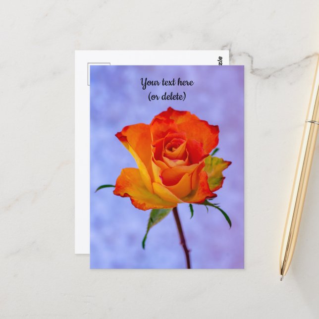 Single Orange and Yellow Rose Postcard (Front/Back In Situ)