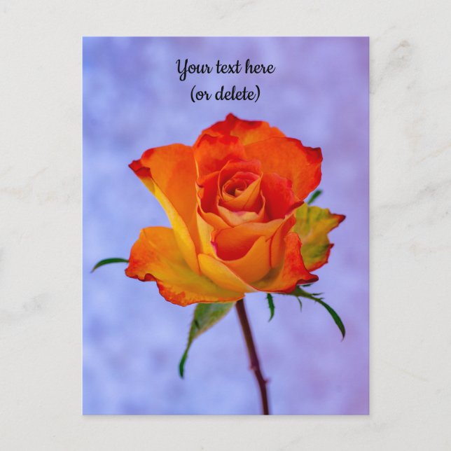 Single Orange and Yellow Rose Postcard (Front)