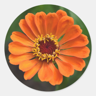Single Orange Flower Classic Round Sticker